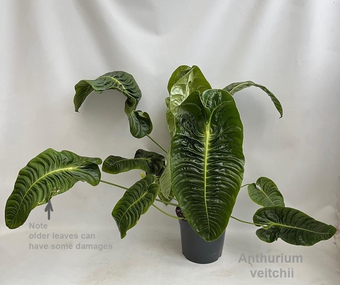 <h4>Anthurium veitchii XL 27cm [King Anthurium]</h4>