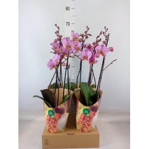 Phalaenopsis  'Ant Manhattan'