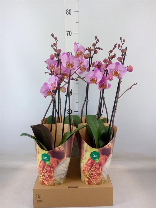 <h4>Phalaenopsis  'Ant Manhattan'</h4>