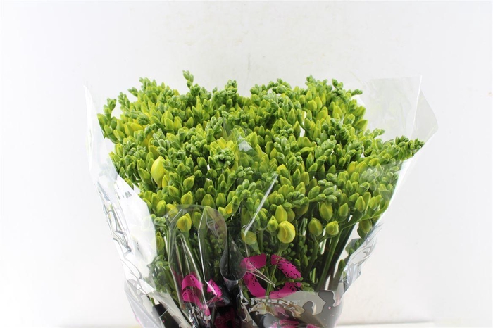 <h4>Fr Du Grandeur Creme / Yellow</h4>