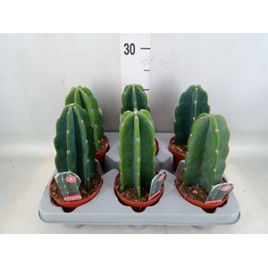Cereus   ...