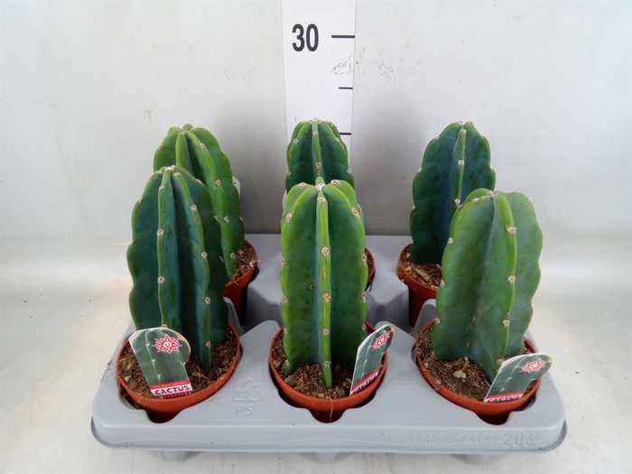 <h4>Cereus   ...</h4>