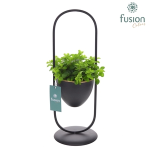 Metaal rek met 1 pot zwart met Groene planten