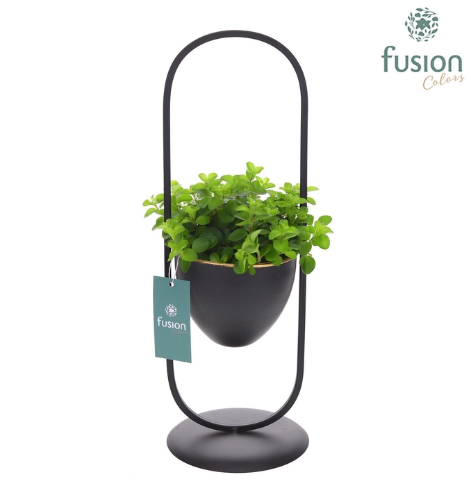 <h4>Metaal rek met 1 pot zwart met Groene planten</h4>