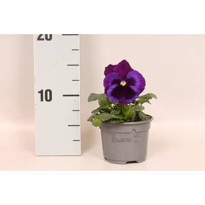 Viola wittrockiana F1 Neon Violet