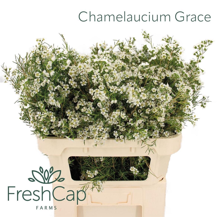 <h4>Chamelaucium Grace</h4>