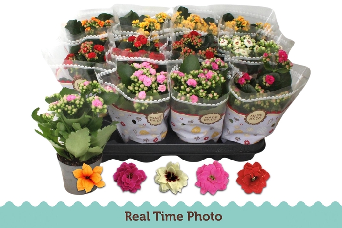 <h4>KAL GE GEM 5 KL</h4>