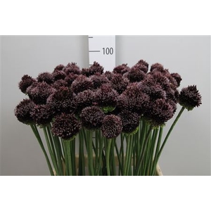 Allium Forelock