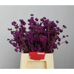 Callicarpa bod profusion