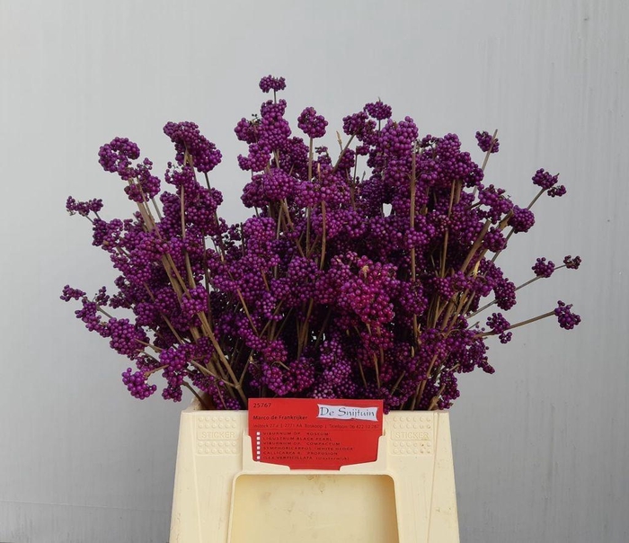 <h4>Callicarpa bod profusion</h4>