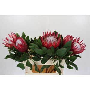 Protea Cynaroides Madiba