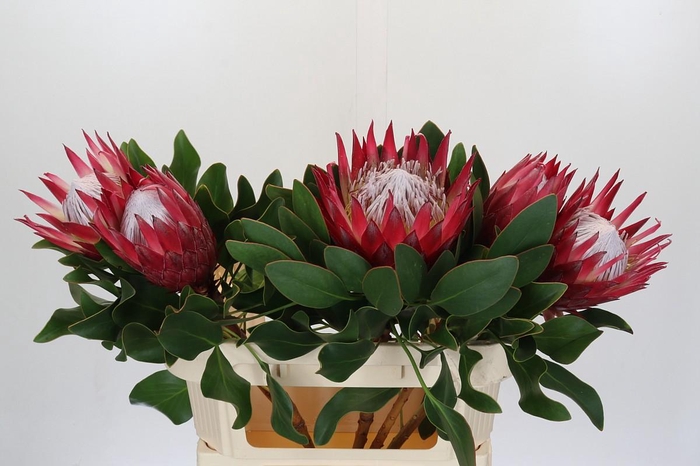 <h4>Protea Cynaroides Madiba</h4>