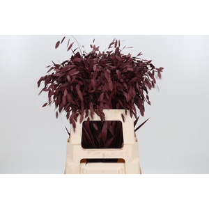 Chasmantium Kl Bh Bordeaux