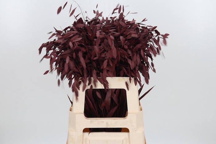 <h4>Chasmantium Kl Bh Bordeaux</h4>