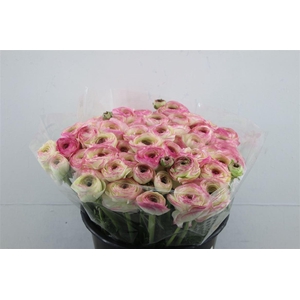 Ran Cloni Felicidade