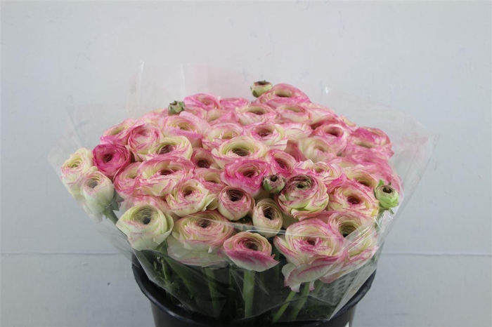 <h4>Ran Cloni Felicidade</h4>