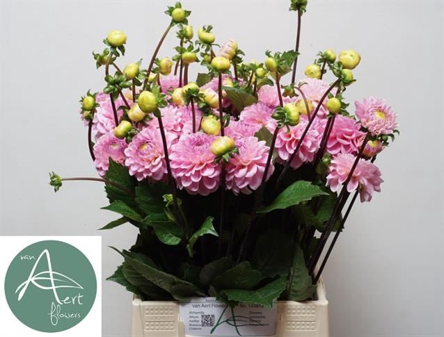 <h4>Dahlia Wizard of Oz</h4>