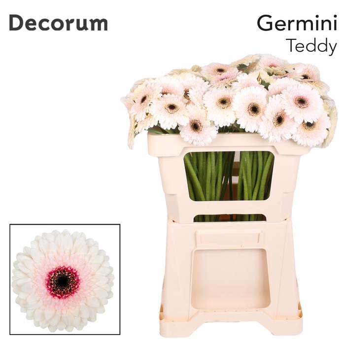 <h4>Germini Teddy Water x60</h4>
