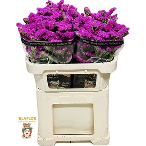 LIM S DARK PINK CHAR