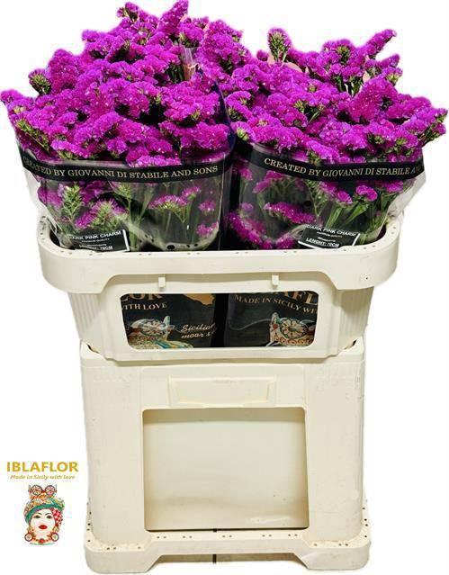 <h4>LIM S DARK PINK CHAR</h4>