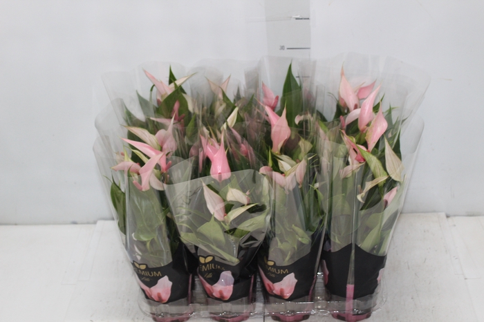 <h4>ANTHURIUM LILLI P09 PREMIUM</h4>