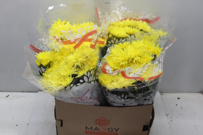 <h4>CRISANTEMO VB1</h4>