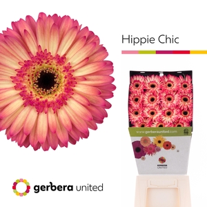 Gerbera Hippie chic Diamond