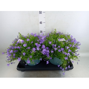 Campanula porten.
