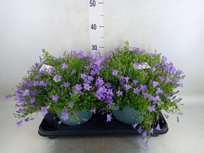 <h4>Campanula porten.</h4>