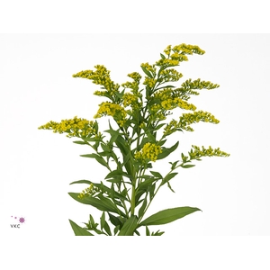 Solidago 50cm 15grams