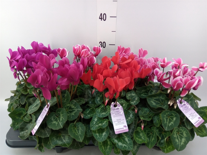 <h4>Cyclamen MD 'Macro'</h4>