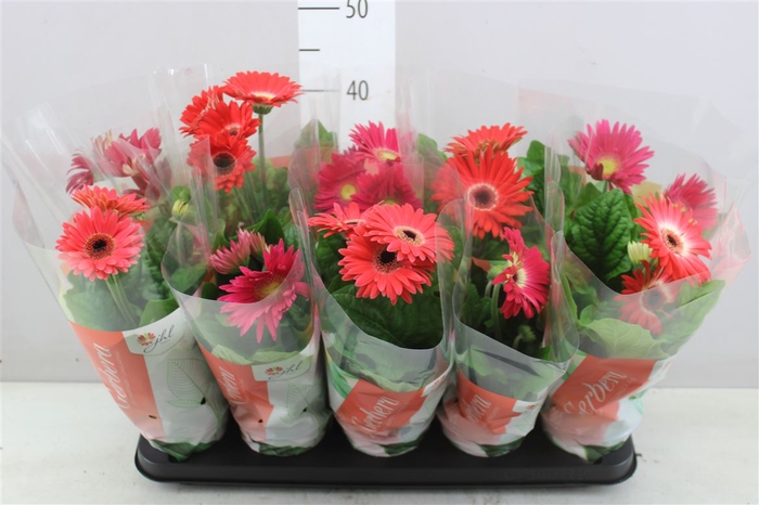 Gerbera C G Gemengd 2+