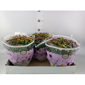 Chrysanthemum  'Jellyfish'  ..mix p