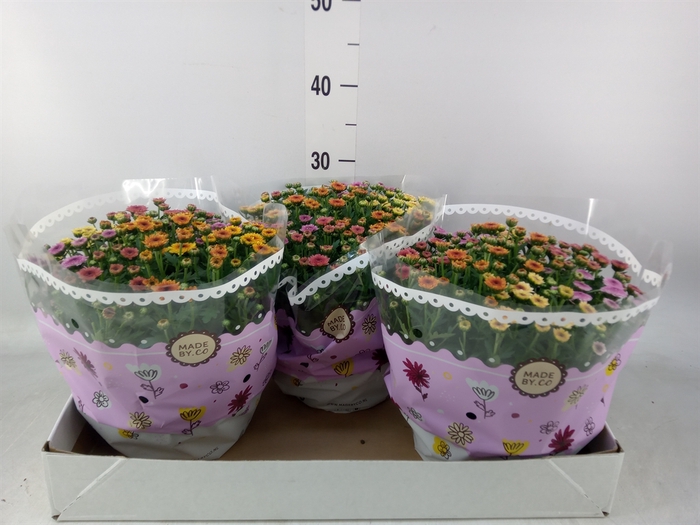<h4>Chrysanthemum  'Jellyfish'  ..mix p</h4>