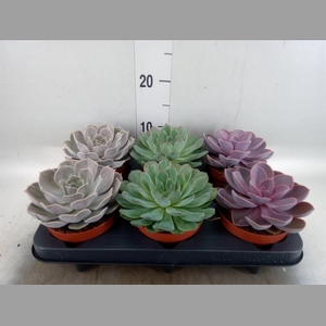 Echeveria   ...mix