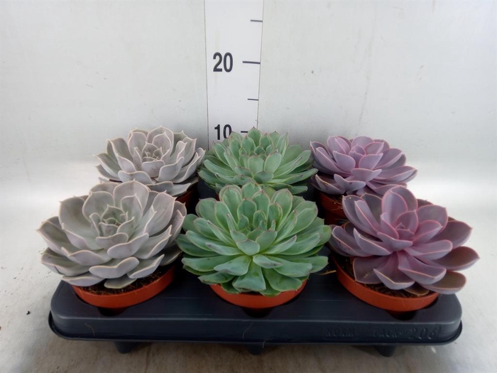 <h4>Echeveria   ...mix</h4>