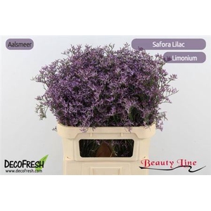 Lim Saf Lilac