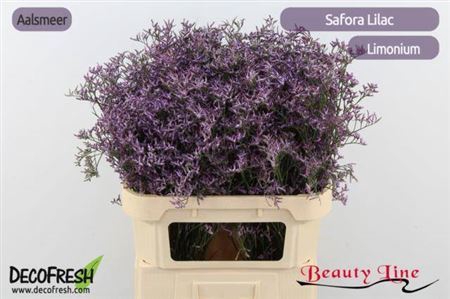 <h4>Lim Saf Lilac</h4>