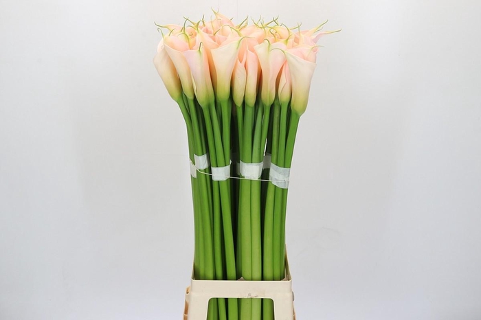 Zantedeschia Eydolls Salmon