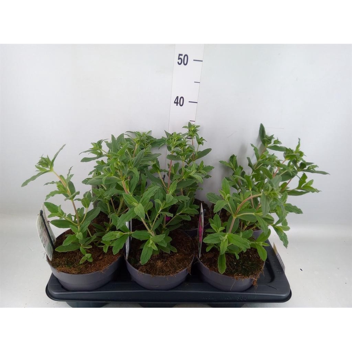 <h4>Cistus florentinus</h4>
