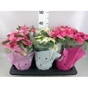 Euphorbia pulc. 'Princ'  ..mix