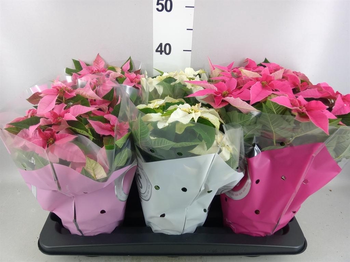 <h4>Euphorbia pulc. 'Princ'  ..mix</h4>