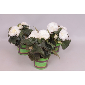 Begonia tub. Cream White
