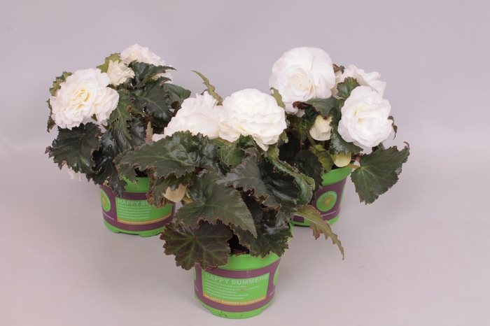 <h4>Begonia tub. Cream White</h4>