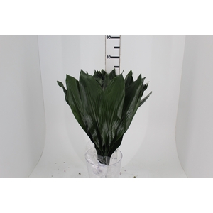 FOLHAGEM ASPIDISTRA ELATIOR 070 CM