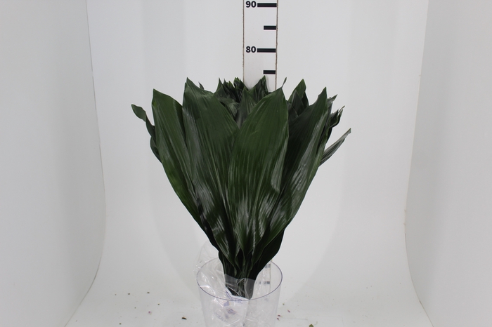 FOLHAGEM ASPIDISTRA ELATIOR 070 CM
