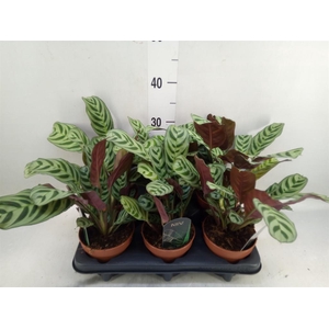 Ctenanthe burle-marxii