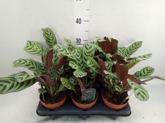 <h4>Ctenanthe burle-marxii</h4>