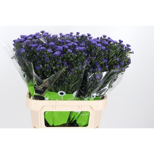 Aster Dark Milka