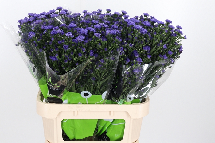 <h4>Aster Dark Milka</h4>